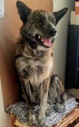 Lost Male Dog last seen Richardson Animal Shelter, Richardson, TX 75083