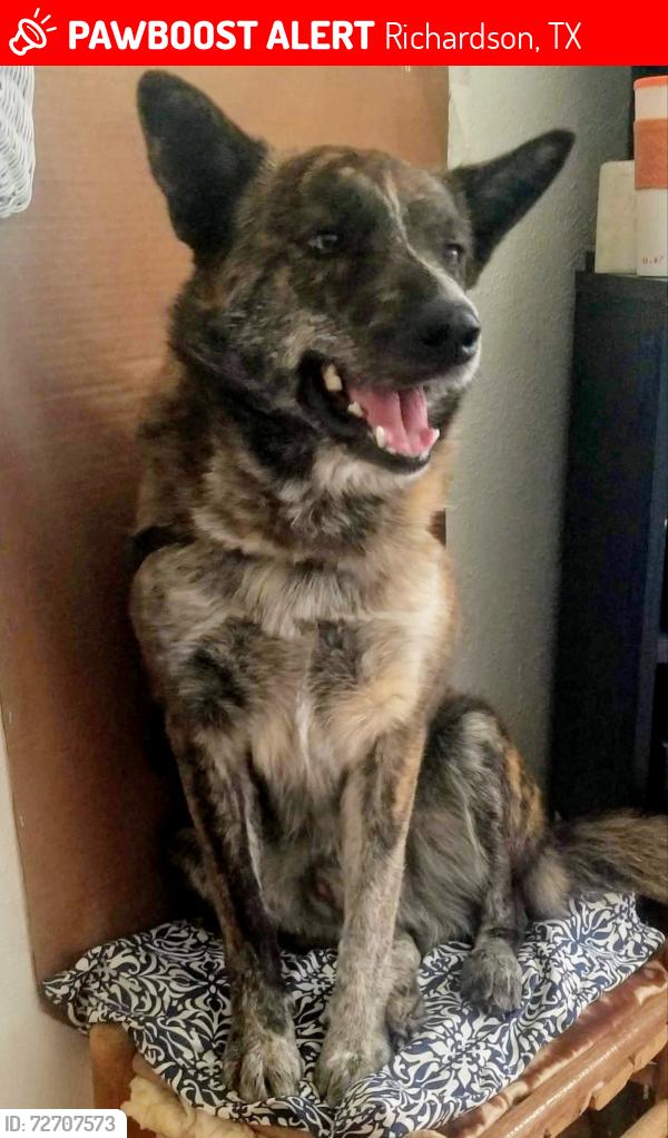 Lost Male Dog last seen Richardson Animal Shelter, Richardson, TX 75083