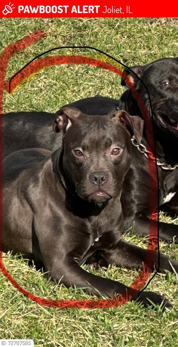 Lost Female Dog last seen Adella Avenue, Joliet, IL 60433