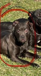 Lost Female Dog last seen Adella Avenue, Joliet, IL 60433