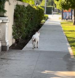 Found/Stray Male Dog last seen Running around USC / Adams area, Los Angeles, CA 90007