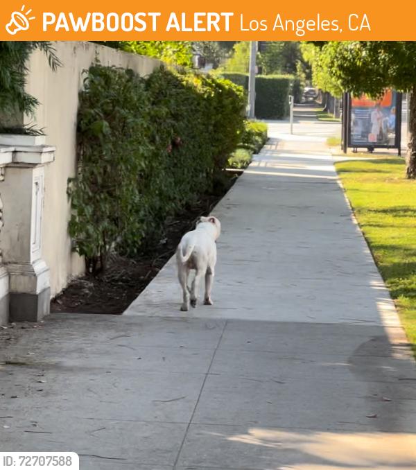 Found/Stray Male Dog last seen Running around USC / Adams area, Los Angeles, CA 90007