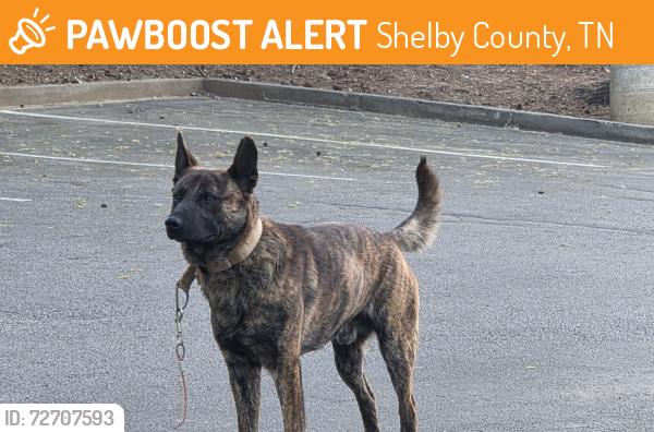 Found/Stray Male Dog last seen Popeyes on Austin Peay, Shelby County, TN 38053