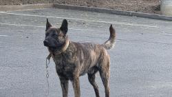Found/Stray Male Dog last seen Popeyes on Austin Peay, Shelby County, TN 38053