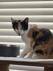 Found/Stray Female Cat last seen Birdsall Park, Temecula, CA 92592