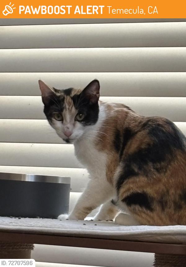 Found/Stray Female Cat last seen Birdsall Park, Temecula, CA 92592