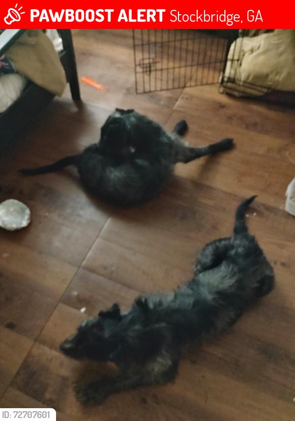 Lost Male Dog last seen flt rock, Stockbridge, GA 30281
