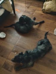 Lost Male Dog last seen flt rock, Stockbridge, GA 30281