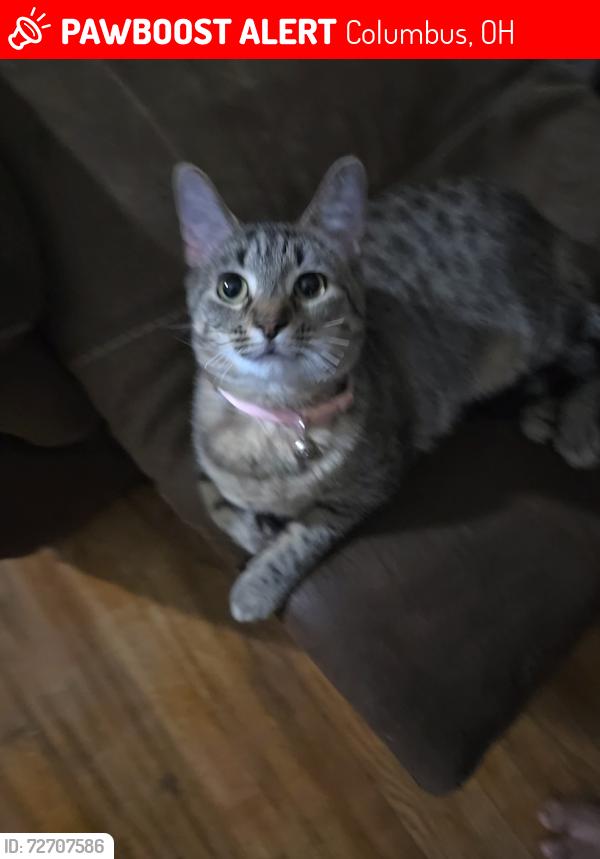 Lost Female Cat last seen Deshler Park, Columbus, OH 43206