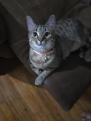 Lost Female Cat last seen Deshler Park, Columbus, OH 43206