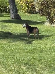 Found/Stray Unknown Dog last seen Kahana village 2- in front of oceanfront units, Lahaina, HI 96761