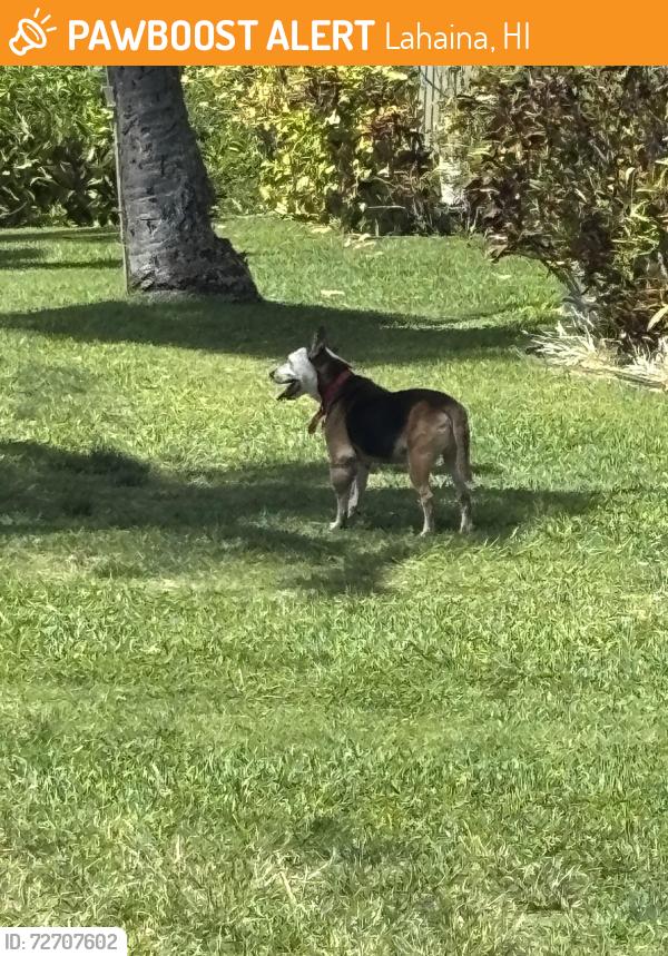 Found/Stray Unknown Dog last seen Kahana village 2- in front of oceanfront units, Lahaina, HI 96761
