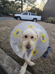 Found/Stray Male Dog last seen Near the falls parkway, Duluth, GA 30096