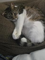 Lost Female Cat last seen Woodbridge Vet, Fairfield, OH 45014