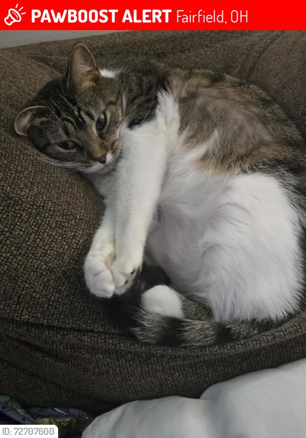 Lost Female Cat last seen Woodbridge Vet, Fairfield, OH 45014