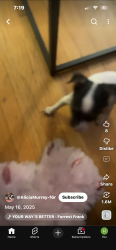 Lost Female Dog last seen  Melody stem middle school, Chicago, IL 60624