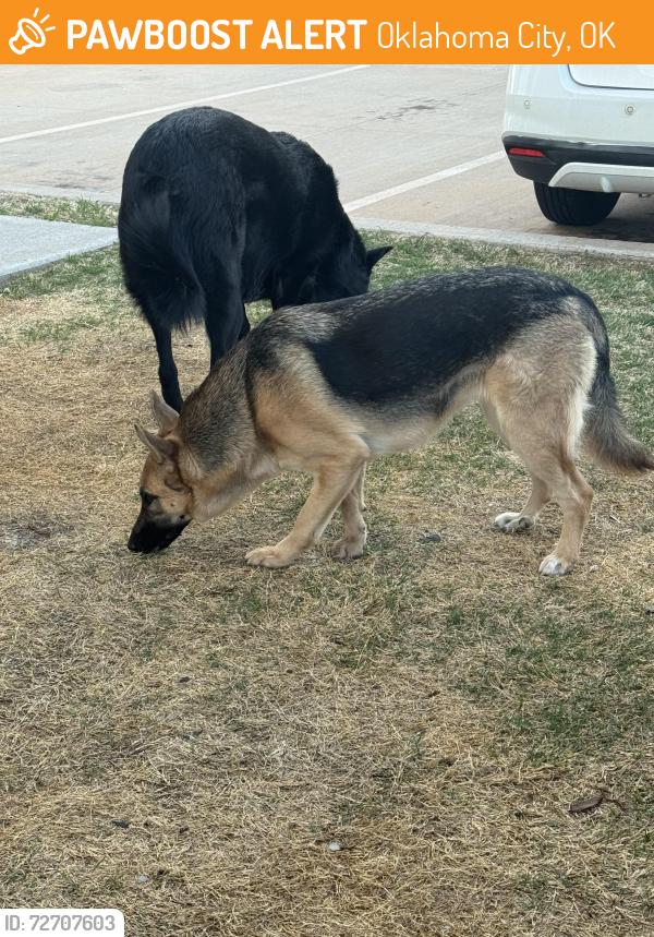 Found/Stray Unknown Dog last seen The Valencia shopping center, Oklahoma City, OK 73012