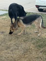 Found/Stray Unknown Dog last seen The Valencia shopping center, Oklahoma City, OK 73012