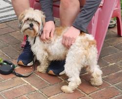 Found/Stray Male Dog last seen Brandon Forest neighborhood , Charlotte, NC 28210