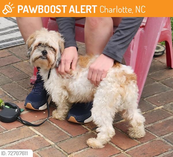 Found/Stray Male Dog last seen Brandon Forest neighborhood , Charlotte, NC 28210