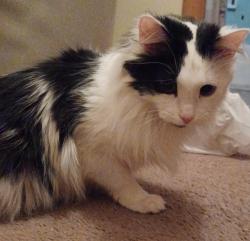 Found/Stray Female Cat last seen Arborwood Dr and Satinwood Dr, Columbus, OH 43229