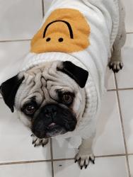 Lost Male Dog last seen Near Cruft Street, Indianapolis, IN 46203