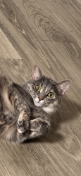 Lost Female Cat last seen ., Bowling Green, KY 42101