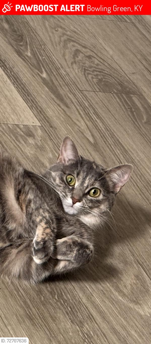Lost Female Cat last seen ., Bowling Green, KY 42101