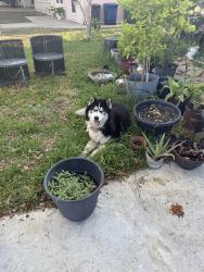 Found/Stray Male Dog last seen Near park village , San Antonio, TX 78218