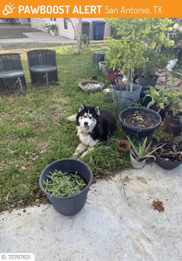 Found/Stray Male Dog last seen Near park village , San Antonio, TX 78218