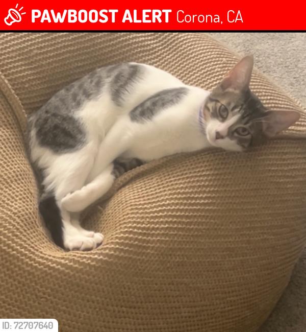 Lost Male Cat last seen River and Corydon , Corona, CA 92878