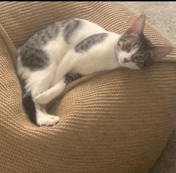 Lost Male Cat last seen River and Corydon , Corona, CA 92878