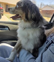 Found/Stray Female Dog last seen 34th, Amarillo, TX 79109