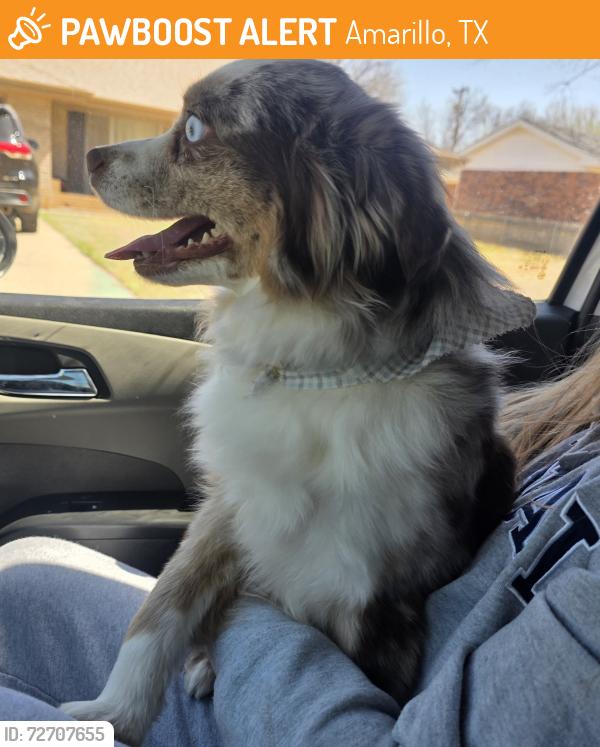 Found/Stray Female Dog last seen 34th, Amarillo, TX 79109