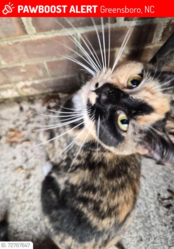 Lost Female Cat last seen Northwest high school , Greensboro, NC 27409