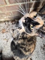 Lost Female Cat last seen Northwest high school , Greensboro, NC 27409