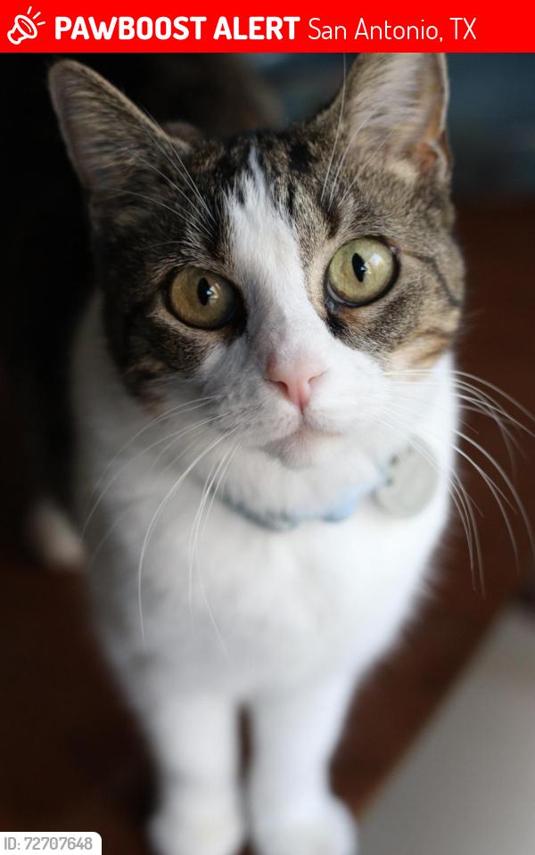 Lost Female Cat last seen Dawnhaven Dr., San Antonio, TX 78249