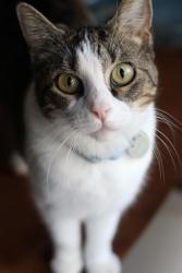 Lost Female Cat last seen Dawnhaven Dr., San Antonio, TX 78249