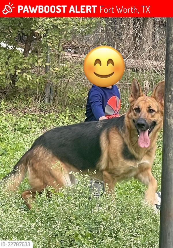 Lost Female Dog last seen Ross Ave, Fort Worth , Fort Worth, TX 76164