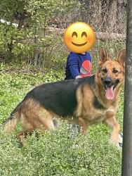 Lost Female Dog last seen Ross Ave, Fort Worth , Fort Worth, TX 76164