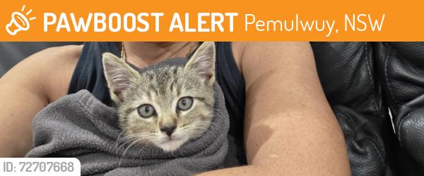 Found/Stray Female Cat last seen Condoin lane, Pemulwuy, NSW 2145