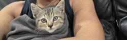 Found/Stray Female Cat last seen Condoin lane, Pemulwuy, NSW 2145