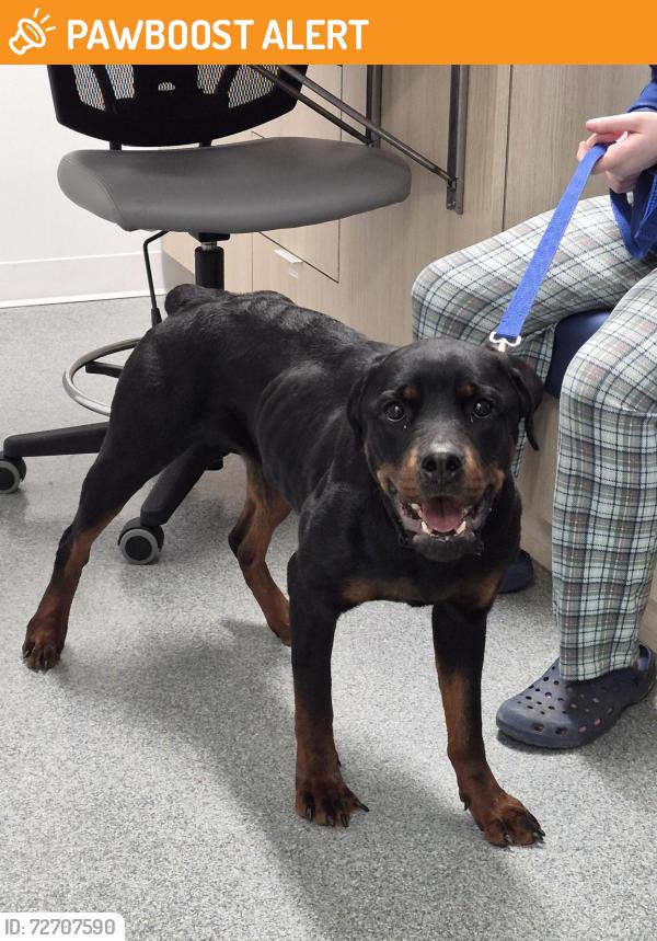 Found/Stray Female Dog last seen Near Church Street, Streetsville, Ontario, L5M 2C2, Mississauga, ON L5M 1N1