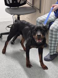 Found/Stray Female Dog last seen Near Church Street, Streetsville, Ontario, L5M 2C2, Mississauga, ON L5M 1N1