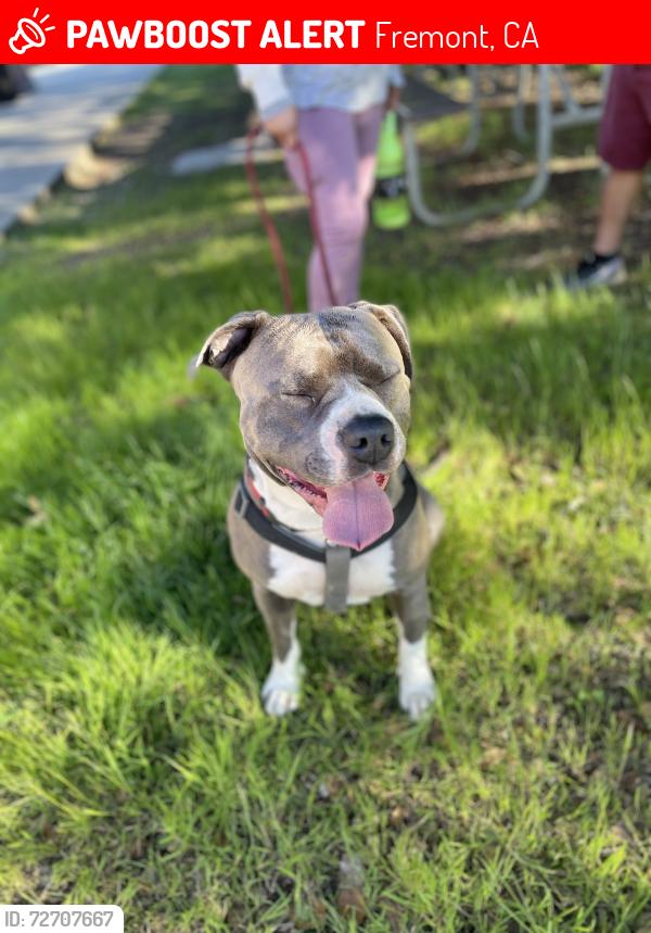 Lost Male Dog last seen Near old canyon rd, Fremont, CA 94536