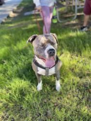 Lost Male Dog last seen Near old canyon rd, Fremont, CA 94536