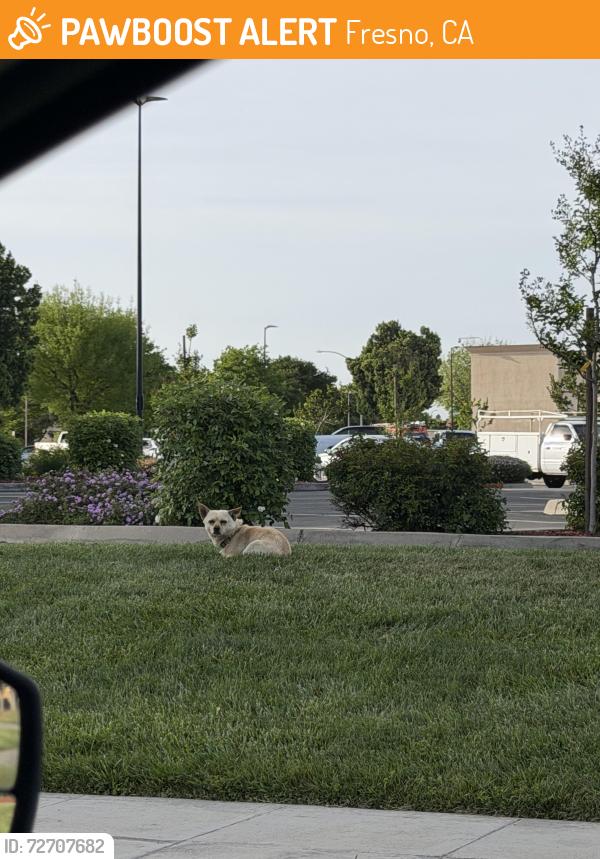 Found/Stray Unknown Dog last seen Shaw and valentine. , Fresno, CA 93711