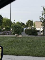 Found/Stray Unknown Dog last seen Shaw and valentine. , Fresno, CA 93711