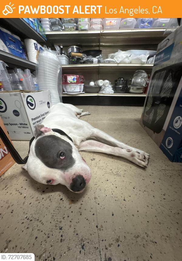 Found/Stray Male Dog last seen Inside Maya Mini Market , Los Angeles, CA 90007