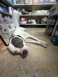 Found/Stray Male Dog last seen Inside Maya Mini Market , Los Angeles, CA 90007